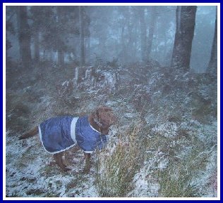 coco in the snow on mtbuninyong