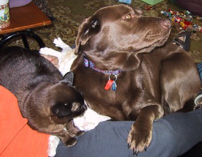  Coco, an old friend and a new friend.