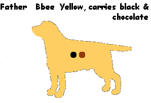8Bbee.gif 