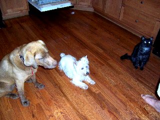 Coco McKenzie Mable - JohnV