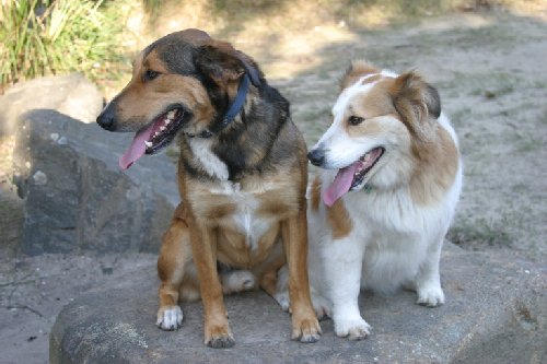 callum_and_lucy_sml.jpg - 37916 Bytes