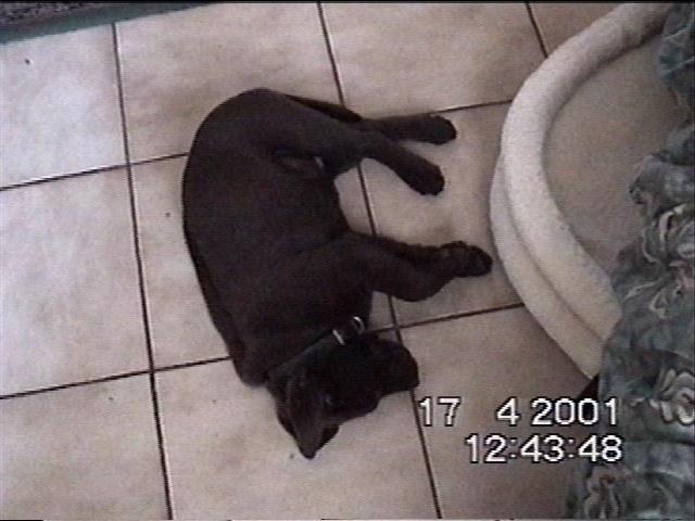 Mmajc - 8 weeks