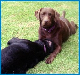 rosie&zarah1.jpg - 20632 Bytes