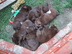 6-pileofpuppies.JPG - 29530 Bytes