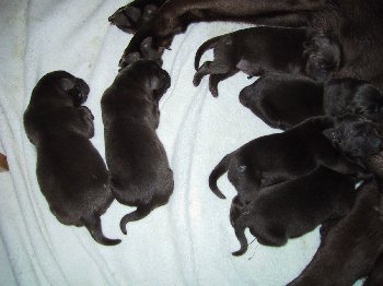 pups.jpg - 21389 Bytes