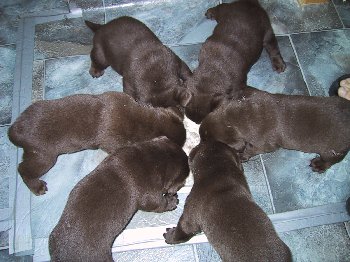 w4   pups eating