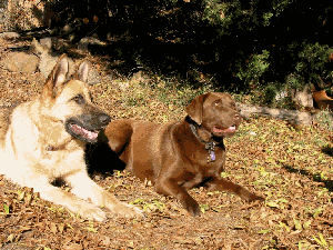 Willow and Kate.gif - 